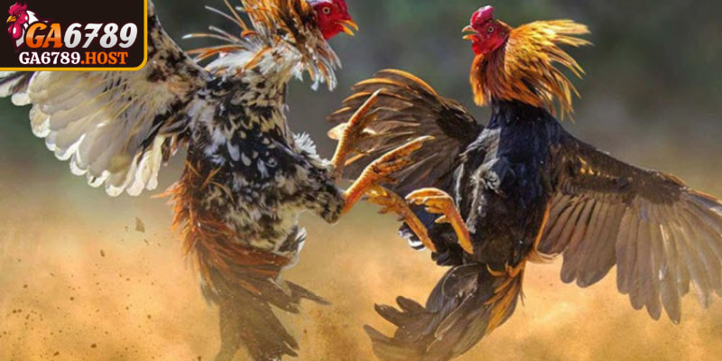 Đá Gà 4K GA6789 - Trải Nghiệm Xem Sắc Nét Và Thực Tế 2 Quy định về việc xử kèo và hoàn tiền