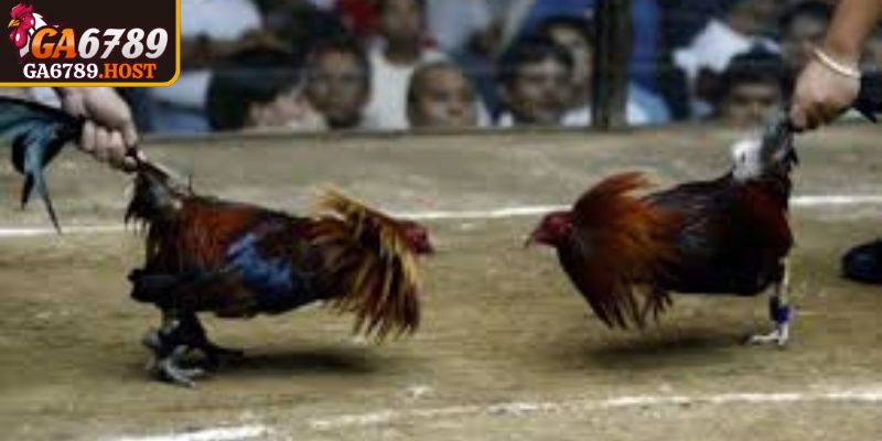 Đá Gà Cựa Sắt Ga6789 Trực Tuyến Minh Bạch Tốc Độ Cao 1 Đá gà cựa sắt Ga6789 là hình thức thi đấu trực tuyến minh bạch