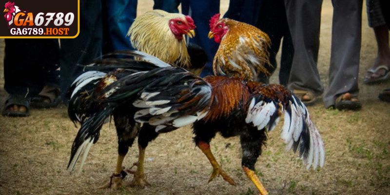 Đá Gà Cựa Sắt Ga6789 Trực Tuyến Minh Bạch Tốc Độ Cao 3 Nhận diện tốc độ đối kháng giúp đánh giá diễn biến chính xác