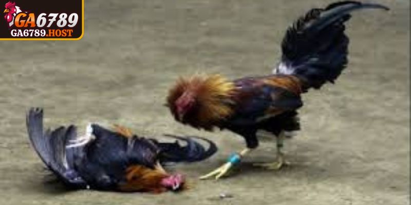 Đá Gà Cựa Sắt Ga6789 Trực Tuyến Minh Bạch Tốc Độ Cao 2 Trận đấu kết thúc minh bạch theo quy chuẩn