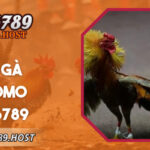 Đá Gà Thomo GA6789 - Nền Tảng Theo Dõi Trận Đấu Ổn Định