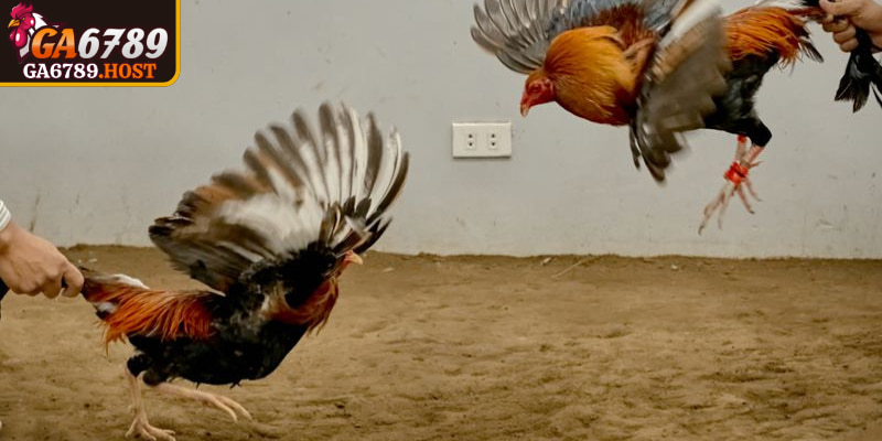 Đá Gà Tre GA6789 - Trận Đấu Nhanh Gọn Đầy Kịch Tính 1 Điểm hấp dẫn của loại chiến kê