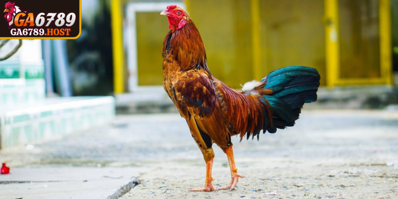 Đá Gà Tre GA6789 - Trận Đấu Nhanh Gọn Đầy Kịch Tính 3 Loại hình kèo thắng phổ biến