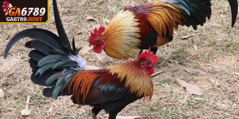 Đá Gà Tre GA6789 - Trận Đấu Nhanh Gọn Đầy Kịch Tính 2 Quy định của nhà cái về việc xử thua