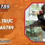 Đá Gà Trực Tiếp GA6789 - Trải Nghiệm Rõ Nét Mỗi Trận