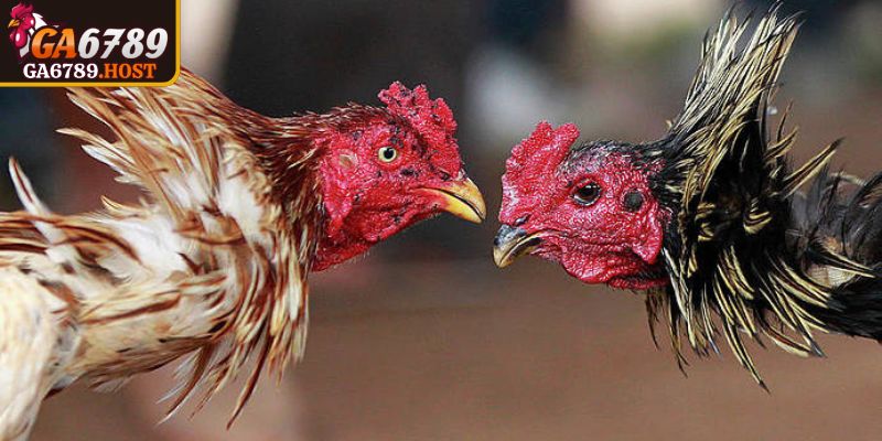 Biên độ hẹp, cục diện rõ nhanh qua chuỗi va chạm