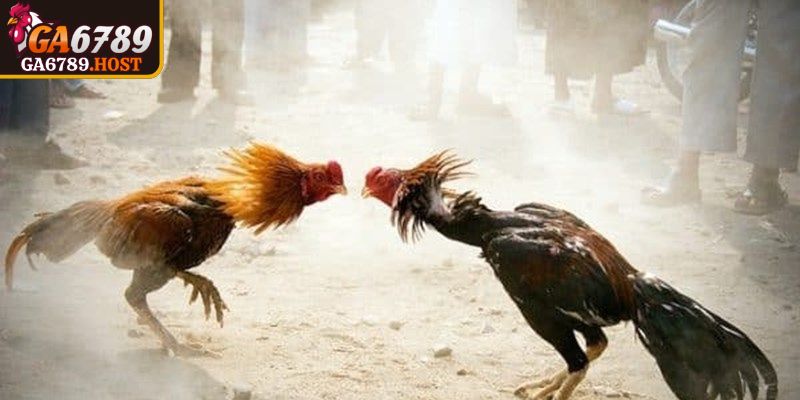 Phản xạ linh hoạt giúp duy trì thế chủ động cự ly gần