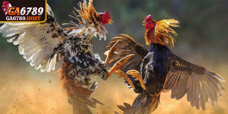 Tổng quan về kèo máu Ga6789 qua nhịp trận áp lực cao